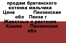 продам британского котенка-мальчика › Цена ­ 2 000 - Пензенская обл., Пенза г. Животные и растения » Кошки   . Пензенская обл.